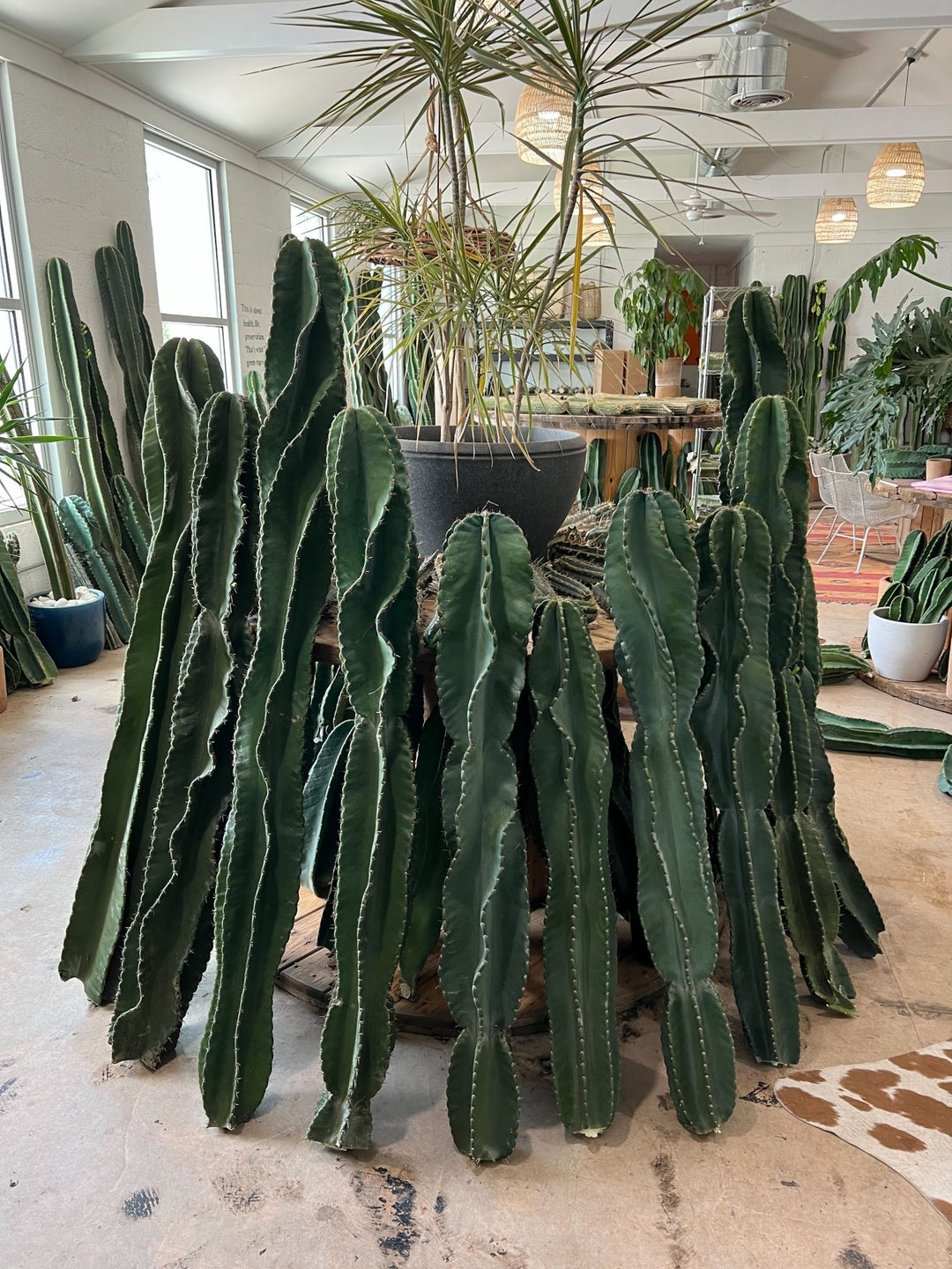 Twisty Peruvian Apple Cactus Cutting cactus Varnish + Vine