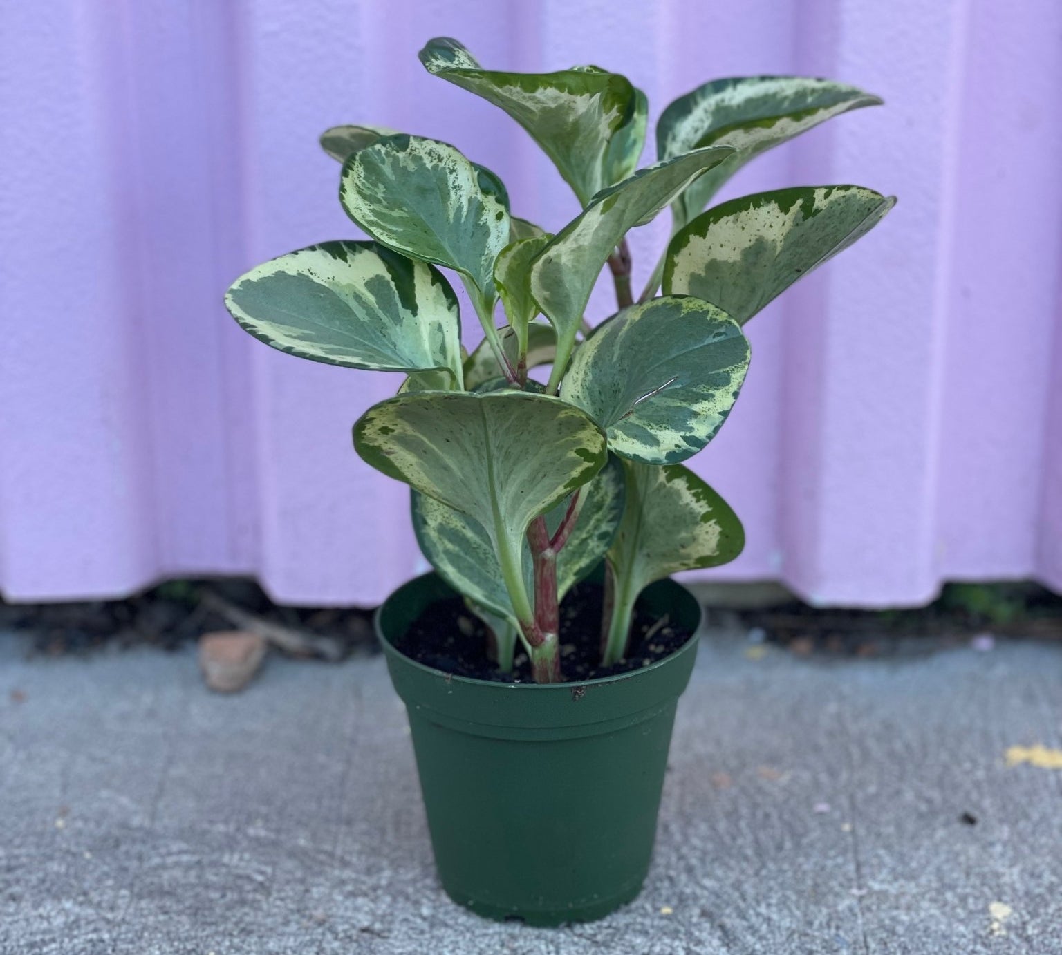 Variegated Baby Rubber Plant - plant - Root-VariegatedRubber-4 - Varnish + Vine - 1