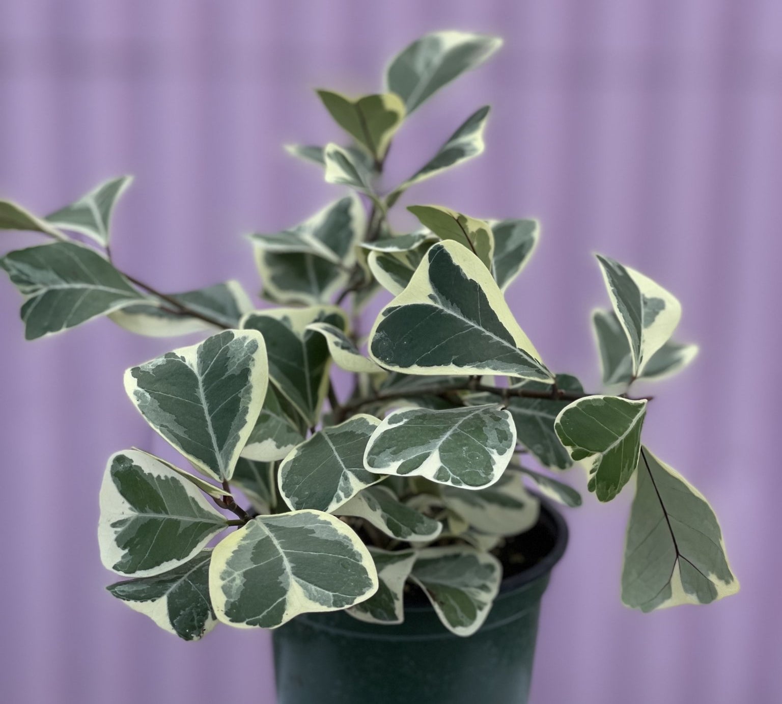 Variegated Triangle Ficus - tropical - Root-TriFicus-4 - Varnish + Vine - 1