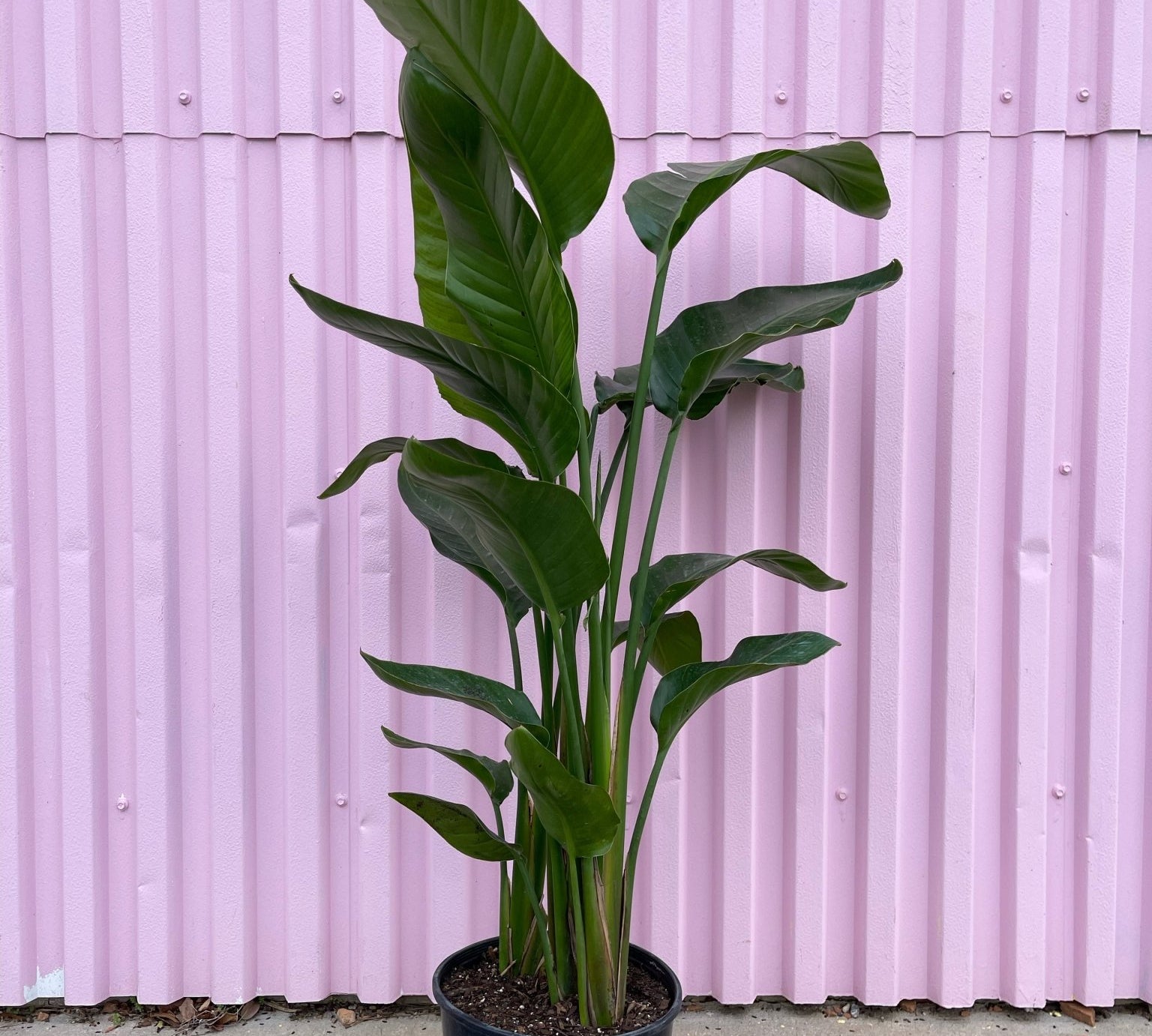 White Bird of Paradise - tropical - root-bop-6 - Varnish + Vine - 1