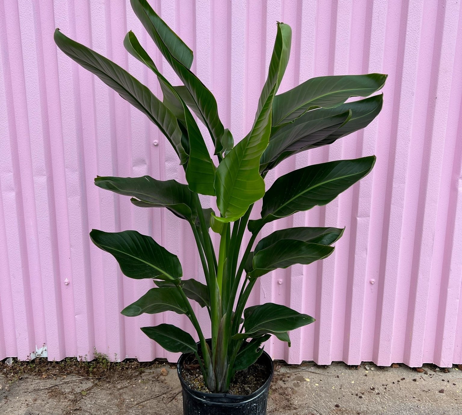 White Bird of Paradise - tropical - root-bop-6 - Varnish + Vine - 2