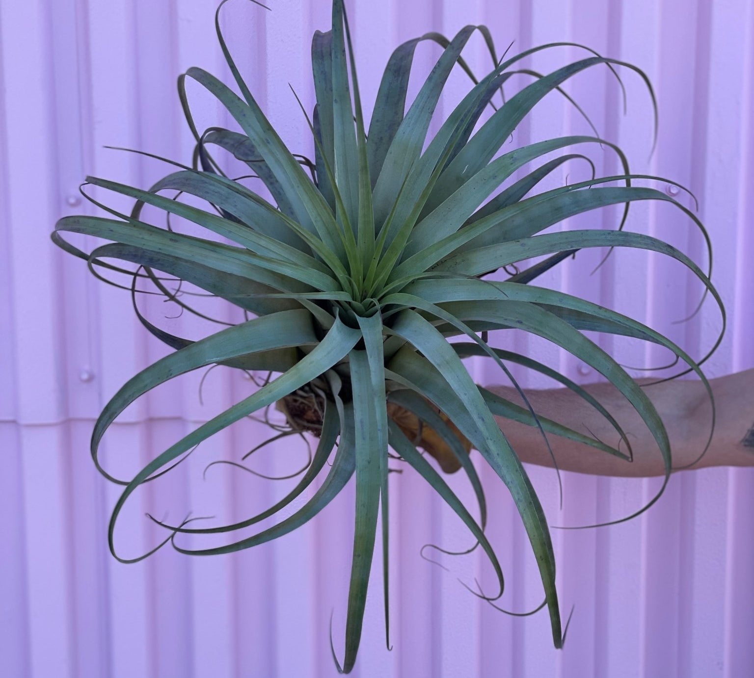 Xerographica Air Plant - succulent - Root-Xerographica-M - Varnish + Vine - 1