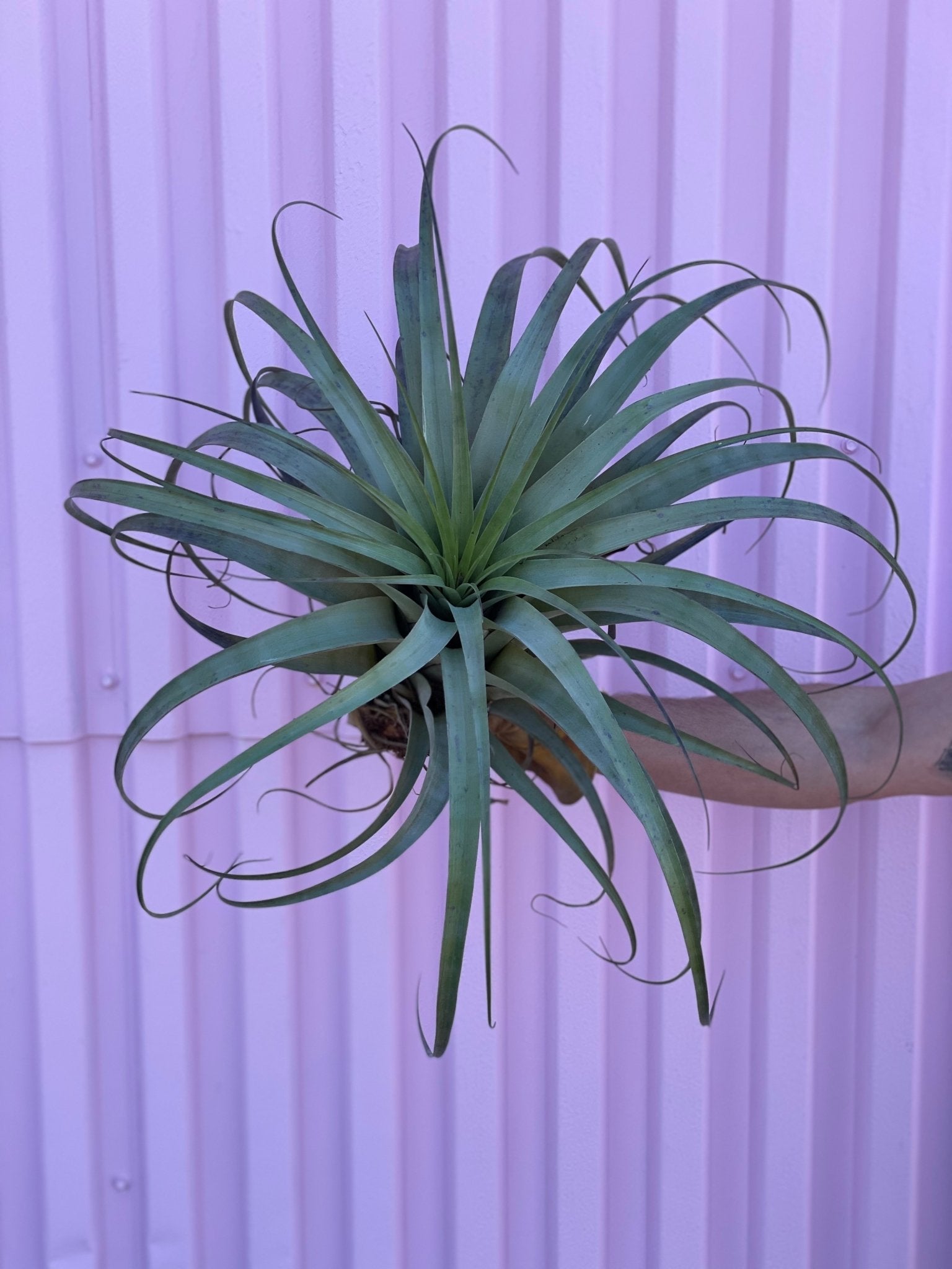 Xerographica Air Plant - succulent - Root-Xerographica-M - Varnish + Vine - 1