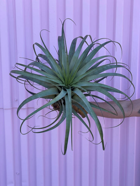 Xerographica Air Plant