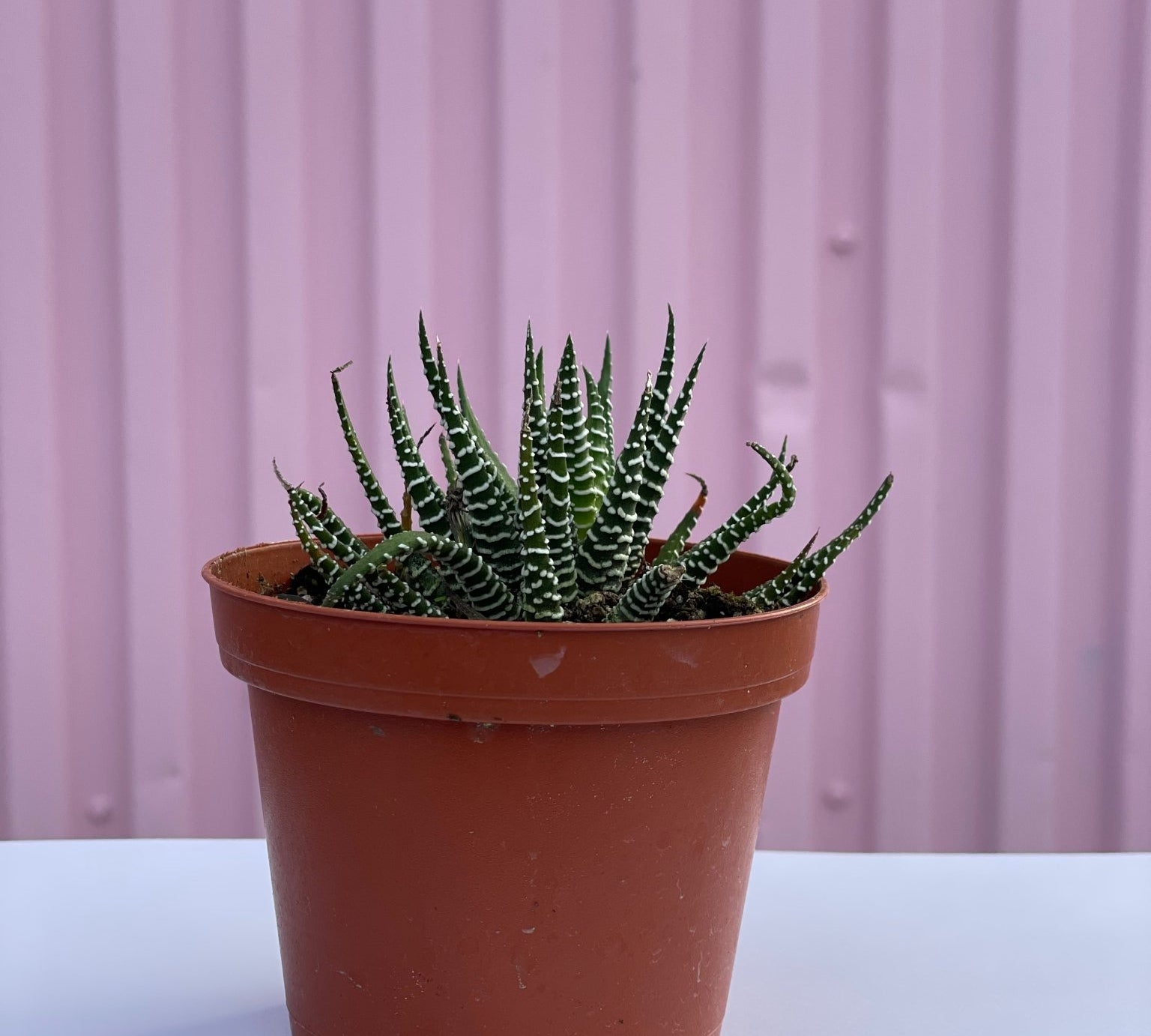 Zebra Haworthia - tropical - root-zebrahaw-4 - Varnish + Vine - 1