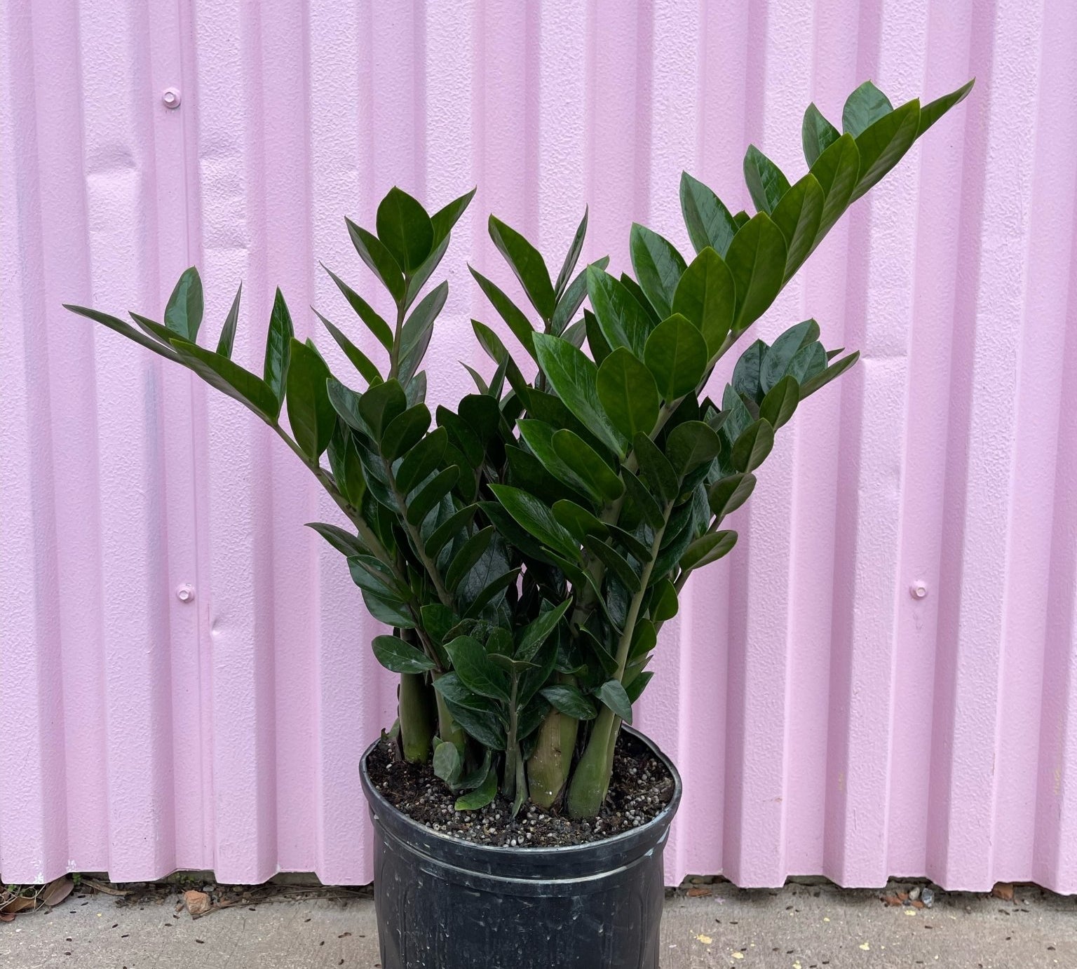 ZZ Plant - tropical - root-zz-10 - Varnish + Vine - 1