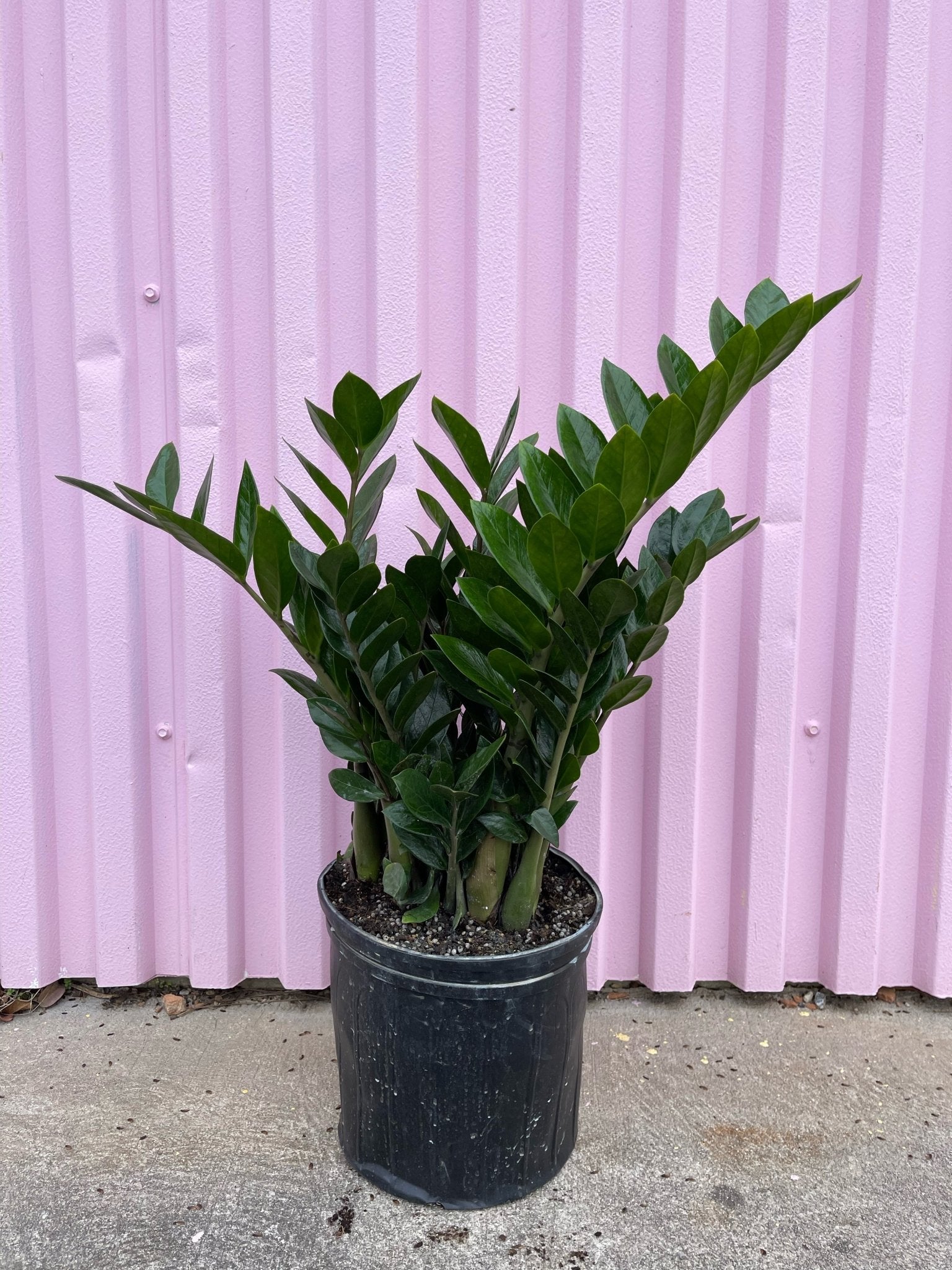 ZZ Plant - tropical - root-zz-10 - Varnish + Vine - 1